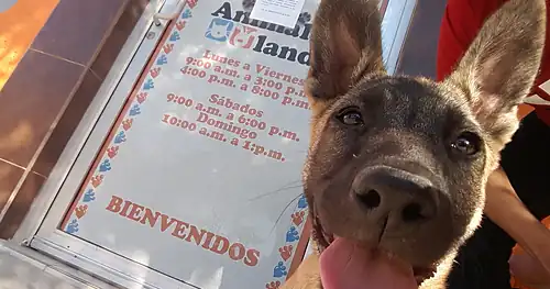 Animal Land, veterinario en La Paz, Baja California Sur