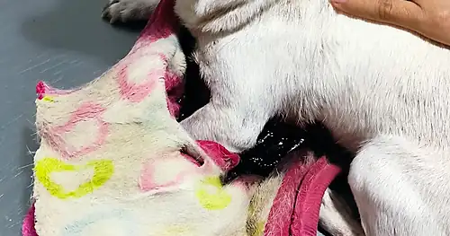 Serveti Clínica Veterinaria, veterinario en La Paz, Baja California Sur