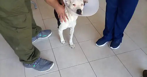 El Mundo de los Animales, veterinario en Chihuahua, Chihuahua
