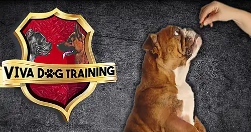 Hospital Veterinario Viva Dog Training, veterinario en Piedras Negras, Coahuila