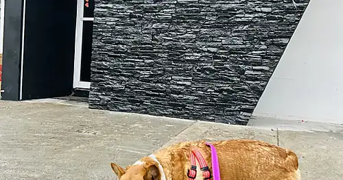 Clínica Bigotes, veterinario en Piedras Negras, Coahuila