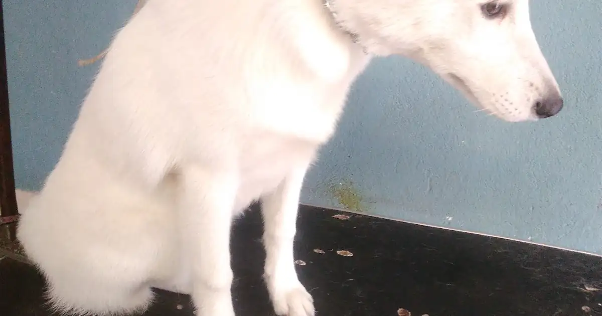 Veterinaria Cavazos