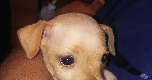Clínica Veterinaria Albores, veterinario en Torreón, Coahuila