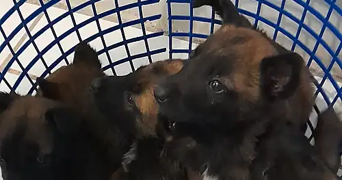 Mundo Mascotas, veterinario en Torreón, Coahuila