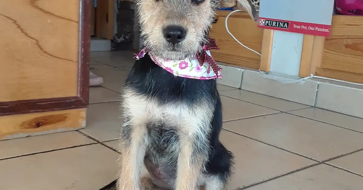 Veterinaria Bigotes
