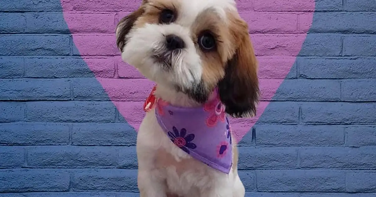 Pet&Vet