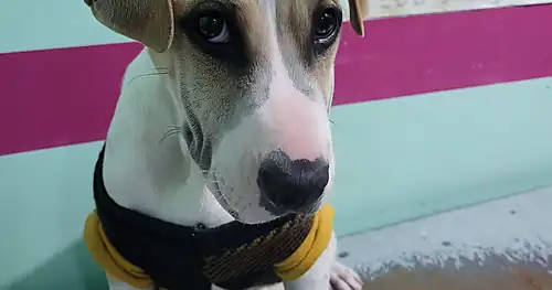 Clínica Veterinaria Collie, veterinario en Gómez Palacio, Durango