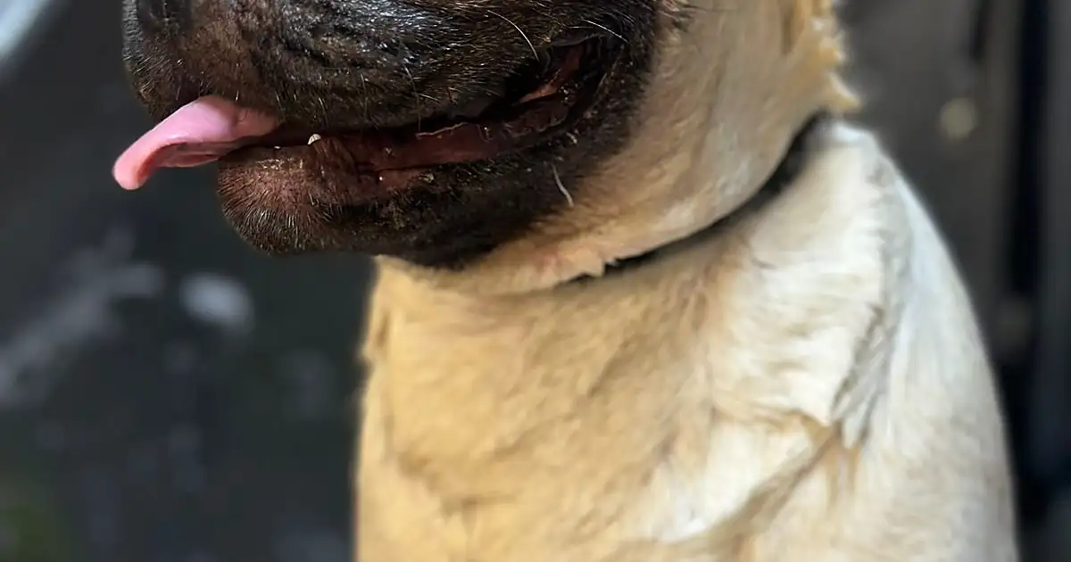 Zoomundo Spa Veterinario