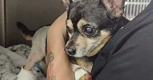 DOGGIE’S HOSPITAL VETERINARIO, veterinario en Monterrey, Nuevo León