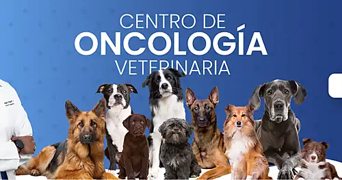 Oncólogo Veterinario en Monterrey – La Rioja Animal Hospital – Oncología Veterinaria | Oncólogo Veterinario, veterinario en Monterrey, Nuevo León