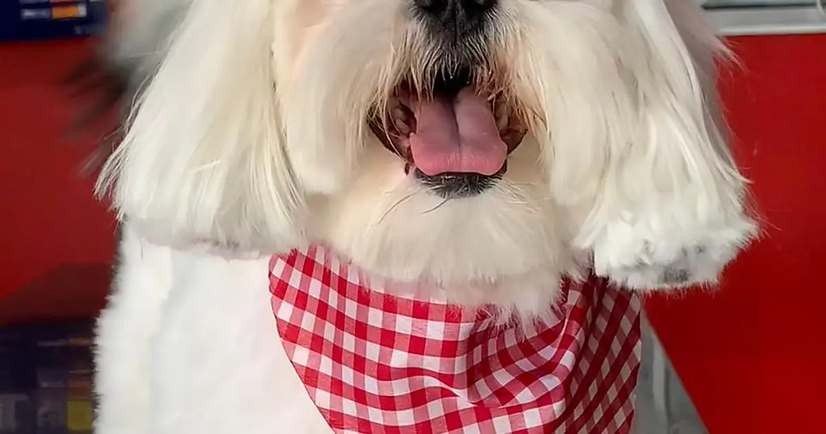 Veterinaria Barber Dog LM