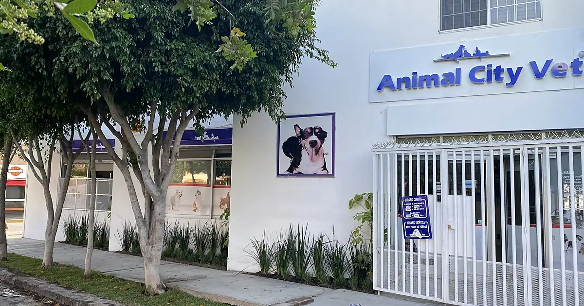 Hospital Veterinario Animal CityVet