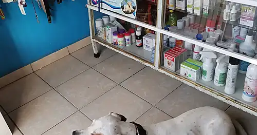 Veterinaria del Potosí, veterinario en Soledad de Graciano Sánchez, San Luis Potosí