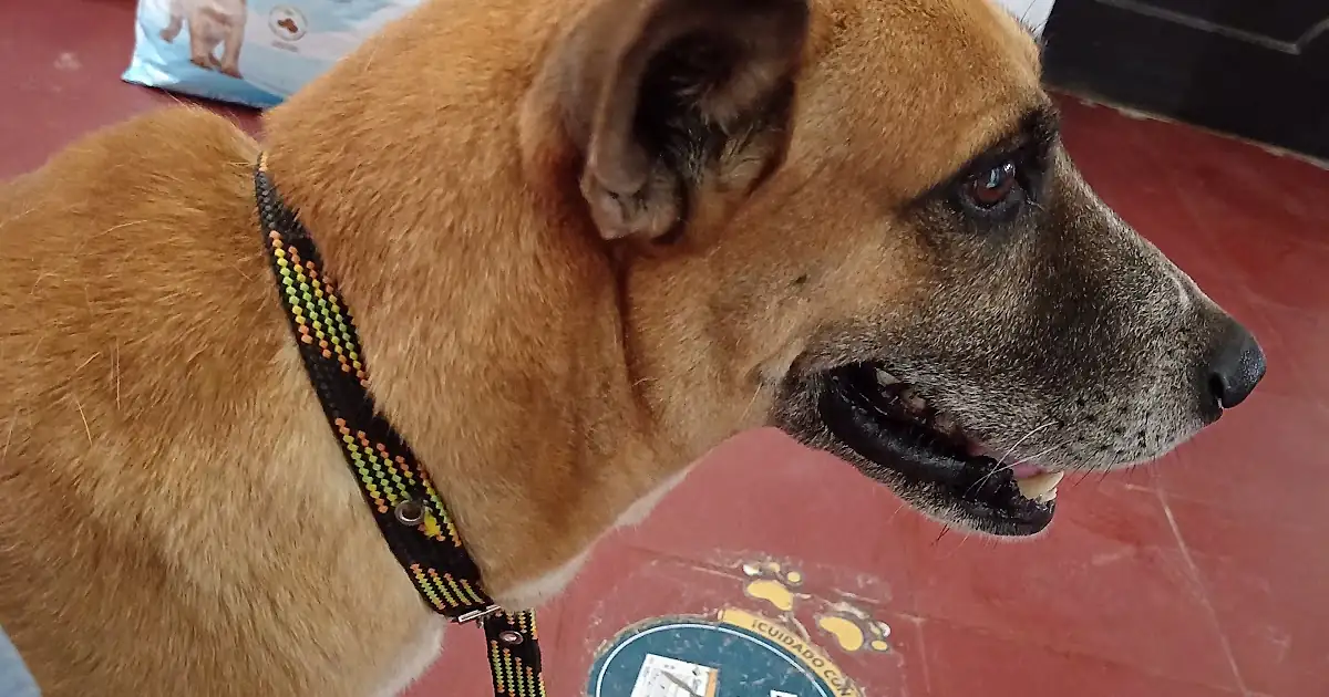 San José Clínica Veterinaria