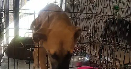 Mundo Animal Reynosa, veterinario en Reynosa, Tamaulipas
