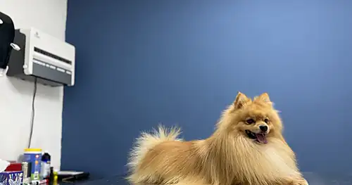 Clínica veterinaria San Francisco, veterinario en Reynosa, Tamaulipas