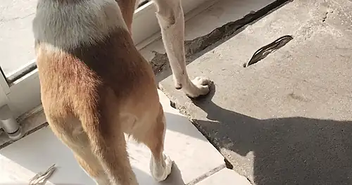 Veterinaria, veterinario en Reynosa, Tamaulipas