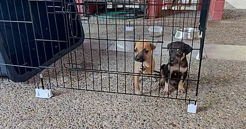 San Luis Veterinary Hospital, veterinario en Tampico, Tamaulipas