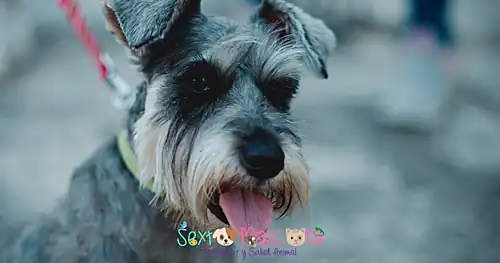 Hospital Veterinario Sexta Mascota, veterinario en Tampico, Tamaulipas