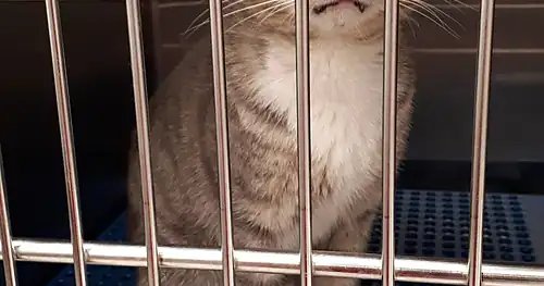 Hospital Veterinario – Suc. Petco, veterinario en Tampico, Tamaulipas