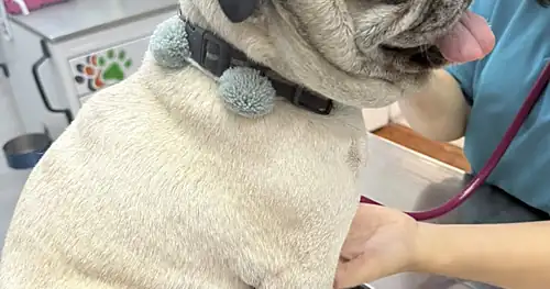 Clinica veterinaria peek, veterinario en Benito Juárez, Ciudad de México