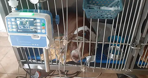 Veterinaria de La Peña, veterinario en Manzanillo, Colima
