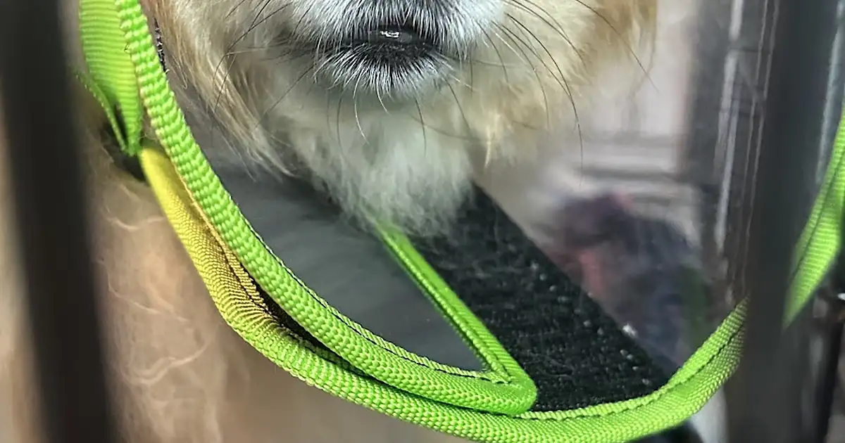Veterinaria Pet Store México