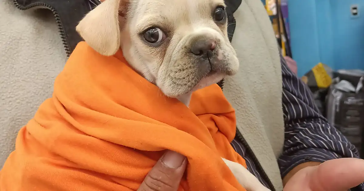 Doggy Center