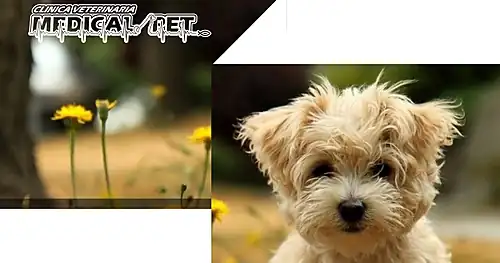 Clínica veterinaria Medical Pet Tecamac, veterinario en Tecámac, Estado de México