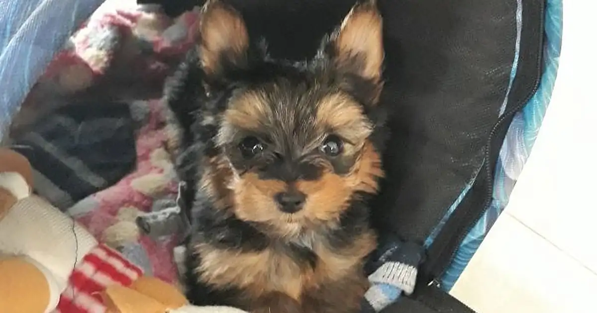 Consultorio Veterinario Yorky