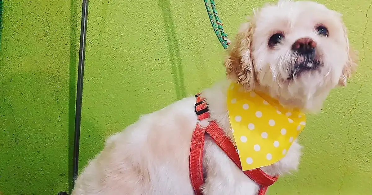 Veterinaria Peek. Atención de emergencia 24hrs. (De 8pm a 9am solo con previa cita o cita confirmada)