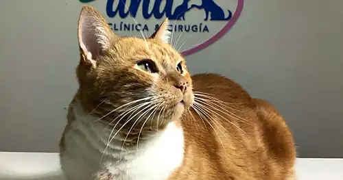 Samand – Clínica & Cirugía Veterinaria, veterinario en Corregidora, Querétaro