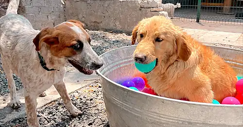 La Guarderinaria | Veterinaria y Guardería Canina En Querétaro, veterinario en Corregidora, Querétaro