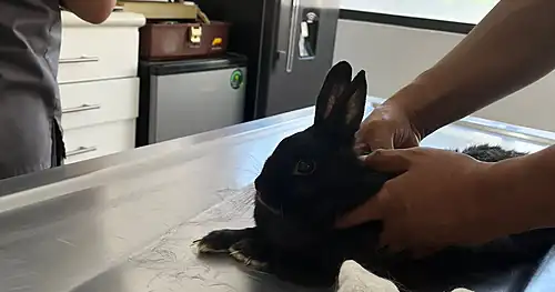 Hospital animal exóticos y domesticos, veterinario en Corregidora, Querétaro