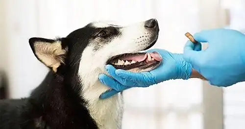Clínica Veterinaria MVZ. JUANA MARÍA ÁLVAREZ, veterinario en Zacatecas, Zacatecas