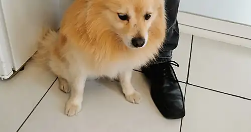 Clínica veterinaria Emperadog, veterinario en Zacatecas, Zacatecas