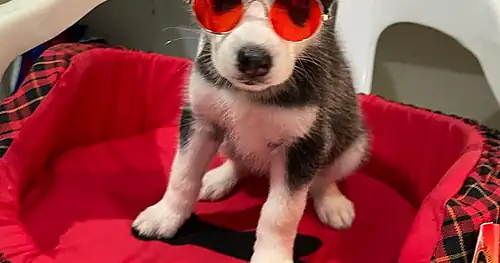 .-CACHORROS VETERINARIA.-🐶🐱, veterinario en Tuxtla Gutiérrez, Chiapas