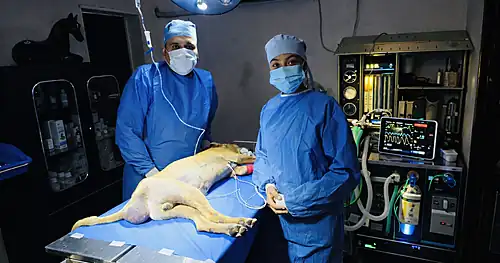 Veterinaria Dogtor Acapulco, veterinario en Acapulco, Guerrero