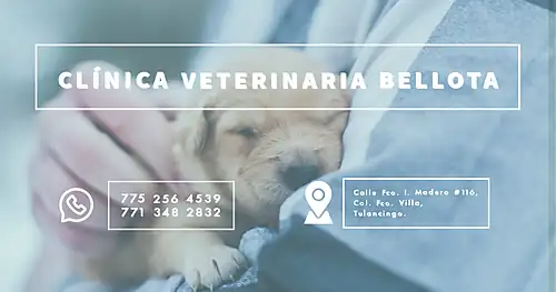 Clínica Veterinaria Bellota Urgencias 24hrs, veterinario en Tulancingo, Hidalgo