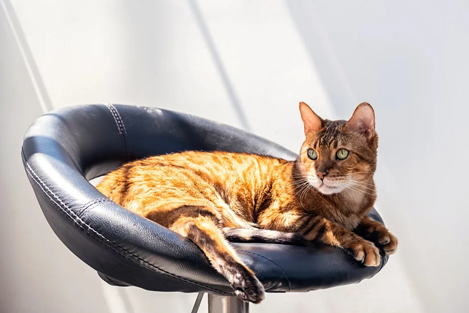 Mascota en entorno de cuidado para el artículo Cuántas veterinarias hay en México en 2026